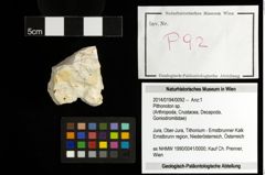 Foto (Objekt + Etiketten) von Pithonoton sp. 